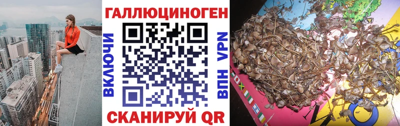 Купить где  Острогожск  Псилоцибиновые грибы Psilocybe 